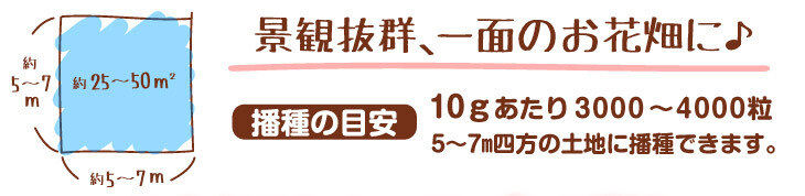 ネモフィラ種まき