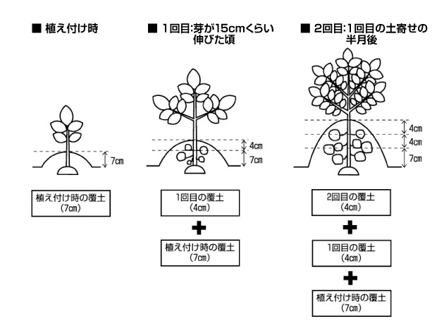 種じゃがの芽かき