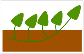 イモヅル植えつけ方法