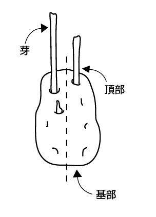 種じゃがの切り方