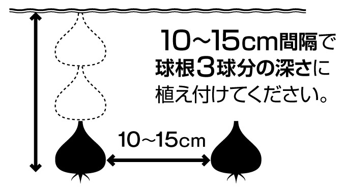 チューリップの球根植える深さ