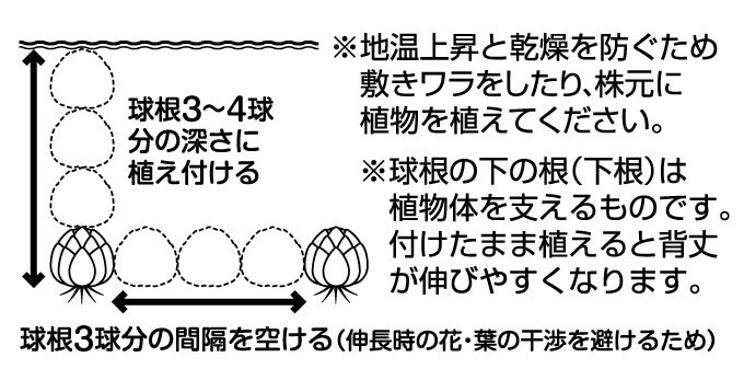 地植えの植え方