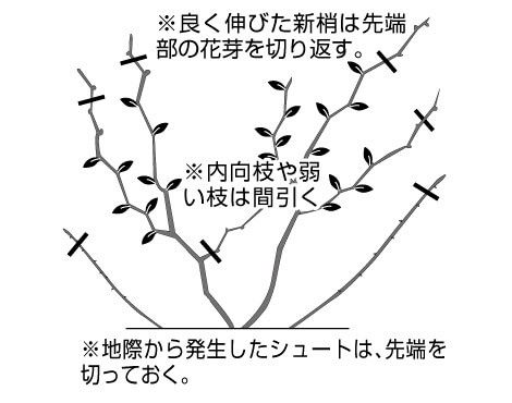 ブルーベリー剪定挿木