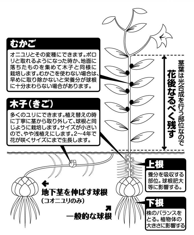 木子