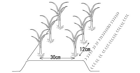 玉ねぎ2条植え