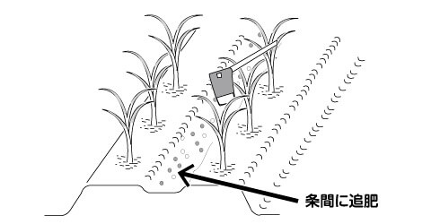 玉ねぎ追肥