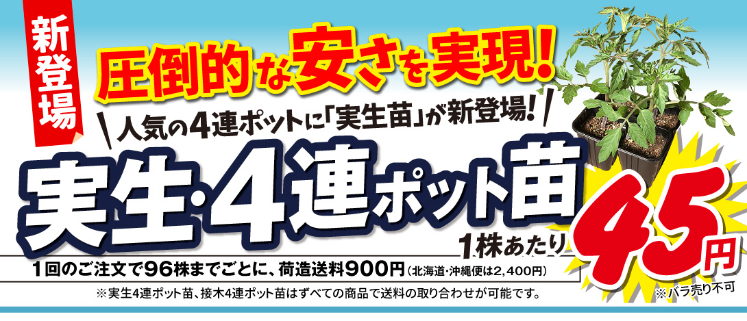 実生4連ポット苗