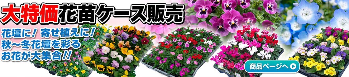 ケース花苗