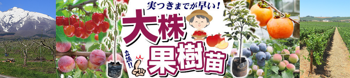 大株果樹