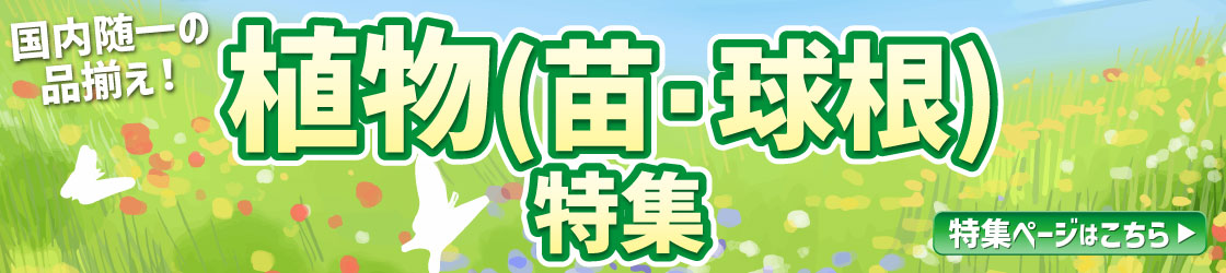 植物・球根・苗