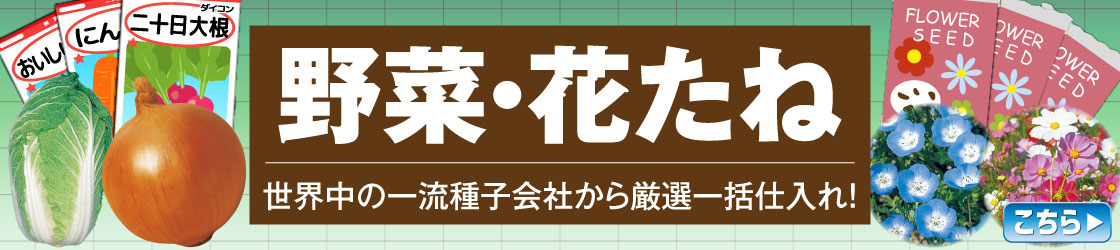 夏秋たね