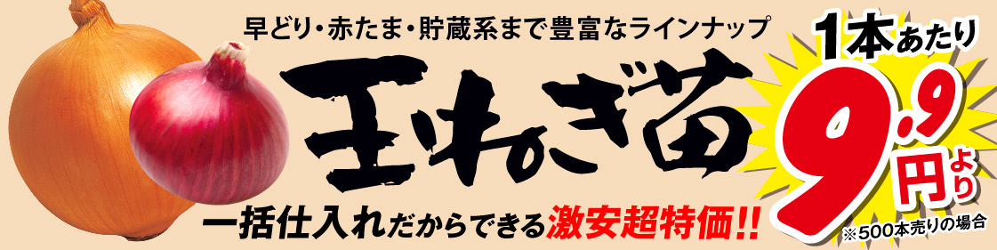 玉ねぎ苗