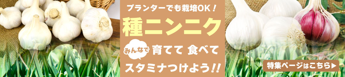 ニンニク
