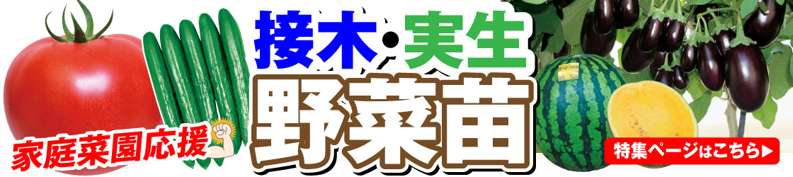 野菜苗特集