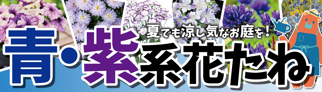 青・紫系花種
