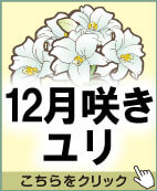 12月咲きユリ