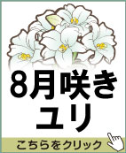 ８月咲きユリ