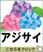 アジサイ