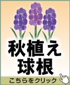 秋植え球根