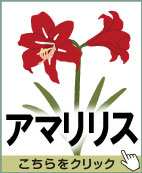 アマリリス