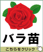 バラ苗