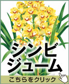 シンビ