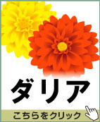 ダリア