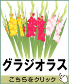 グラジオラス
