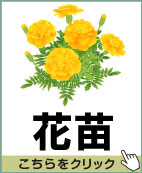 花苗
