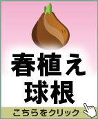 春植え球根