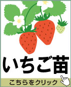 いちご苗