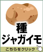 種じゃがいも