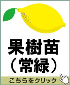 果樹苗（常緑）