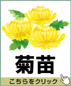 菊苗