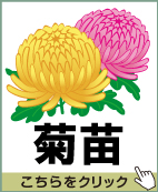 菊苗