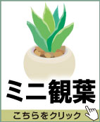 ミニ観葉