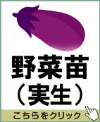野菜苗（実生）