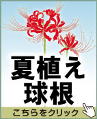 夏植え球根