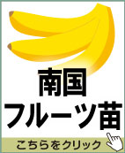 南国フルーツ苗