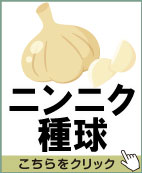 ニンニク種球