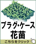 プラグ・ケース花苗