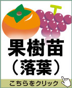 果樹苗（落葉）