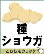 種ショウガ