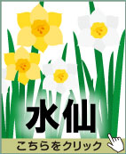 水仙