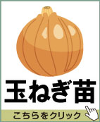 玉ねぎ苗