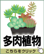 多肉植物