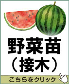 野菜苗（接木）