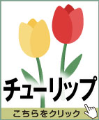 チューリップ