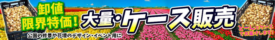 ケース