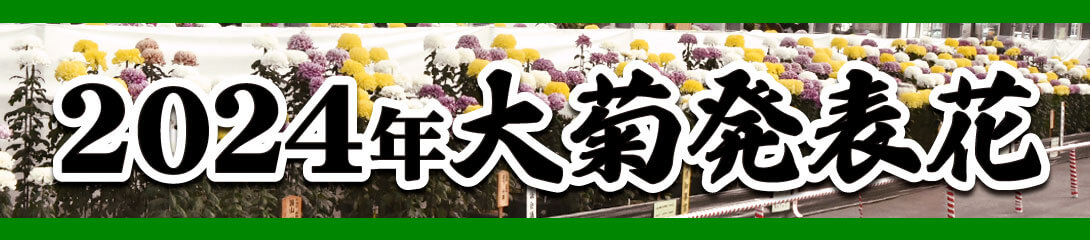 大菊 2024発表花